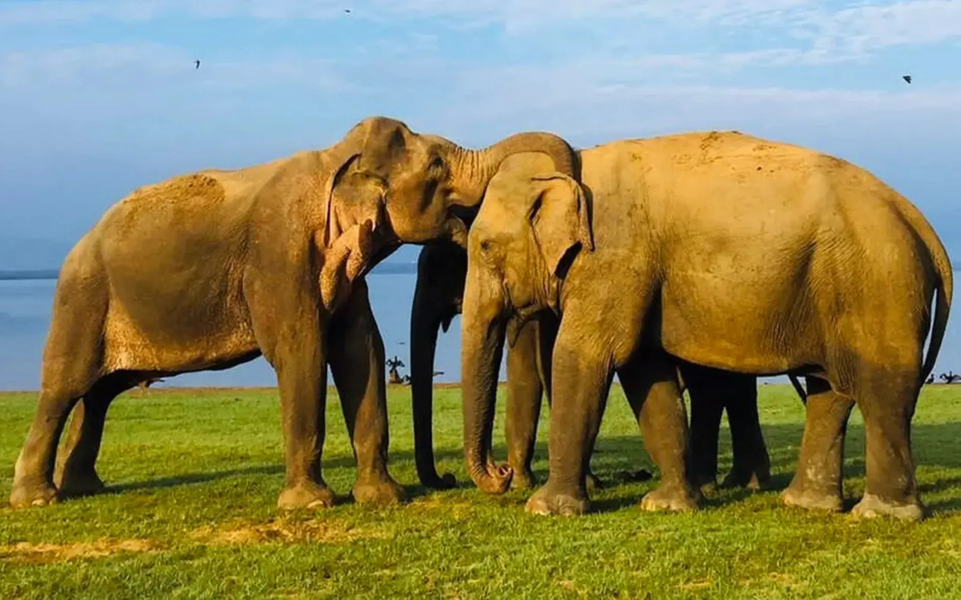 Udawalawa National Park